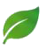 Leaf icon